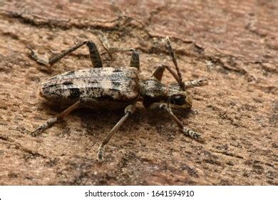 Longhorn Beetle Rhagium Sycophanta On Wood Stock Photo