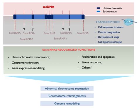 Genes Free Full Text Decoding The Role Of Satellite Dna In Genome