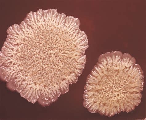 Bacillus Subtilis Colony