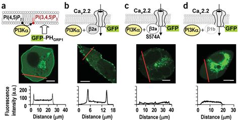 Effect of PI3Kα on PH Grp1 GFP and Ca v channel membrane localization