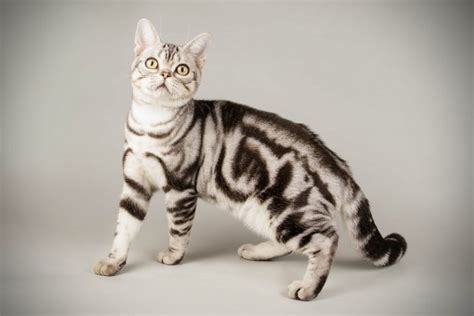 Grey Tabby Cats Facts And Frequently Asked Questions Cat World