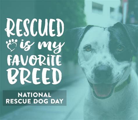 National Rescue Dog Day Seeks To Raise Awareness About All The Dogs