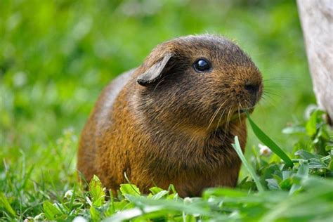 Can Guinea Pigs Eat Green Beans? Are they a staple food? – petsKB