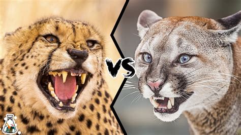 Cheetah VS Puma Which Is The Stronger Of The Two YouTube