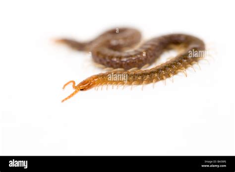 Snake Or Garden Centipede Geophilus Stock Photo Alamy