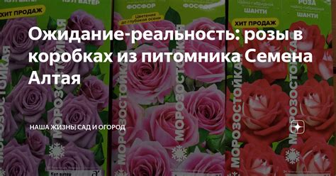 Ожидание-реальность: розы в коробках из питомника Семена Алтая | Наша ...