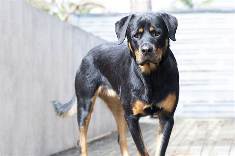 10 Strongest Dog Breeds for Getting Work Done