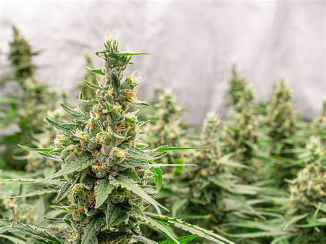 house premium cannabis 3