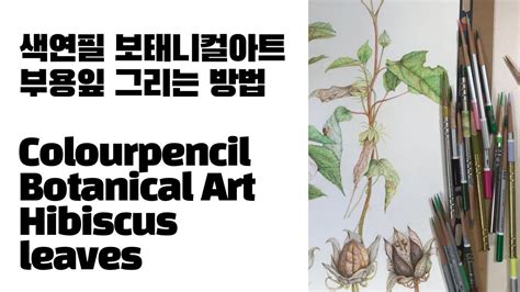 색연필 보태니컬아트 부용 잎 그리는 방법 Colorpencil Botanical Art Hibiscus Leaves