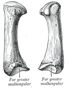 The Metacarpus - Human Anatomy