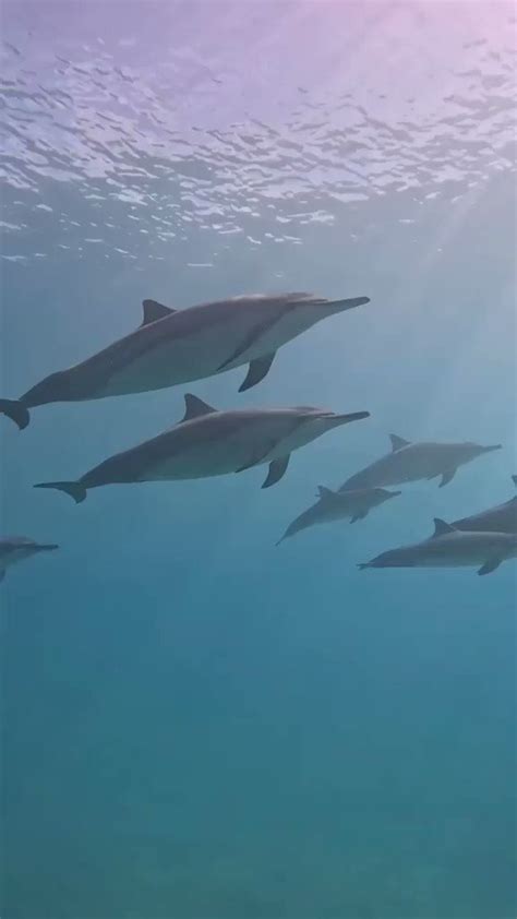 Padi On Twitter Do You Dream Of Sharing The Water With Dolphins Here