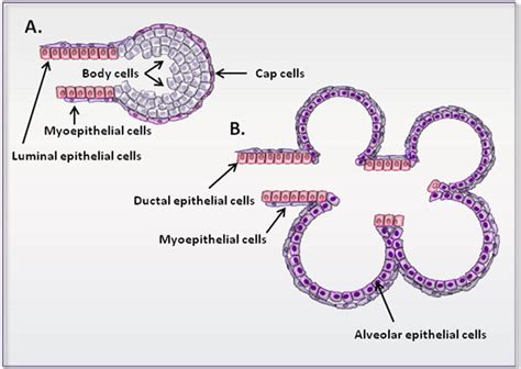 Autophagy In Development And Remodelling Of Mammary Gland Intechopen