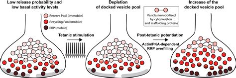 Functional and structural analysis of synaptic vesicle pools | Brain and Cognitive Sciences