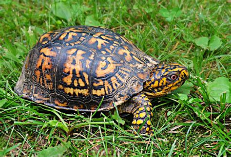 Eastern Box Turtle – Care Tips and Facts - Box Turtle Site