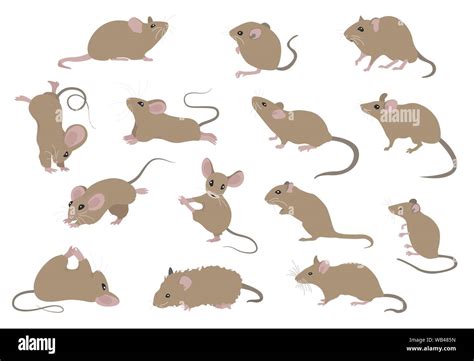 Different Mice Mouse Yoga Poses And Exercises Cute Cartoon Clipart