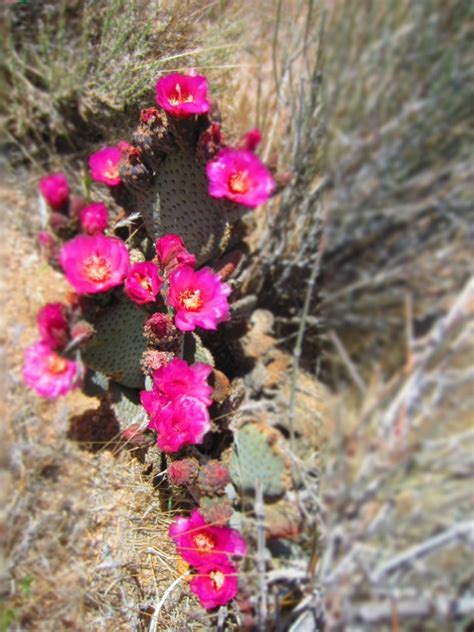 Mojave Desert cacti in bloom - Photorator