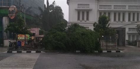 Hujan Lebat Disertai Angin Kencang Pohon Di Sejumlah Titik Tumbang