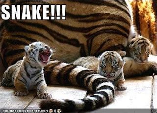 Zoo Animals: Funny Baby Animals Images 2011