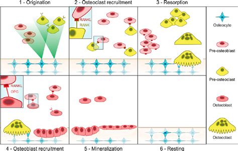 Key steps in bone remodelling . 1) Osteocytes send signals to the fluid... | Download Scientific ...