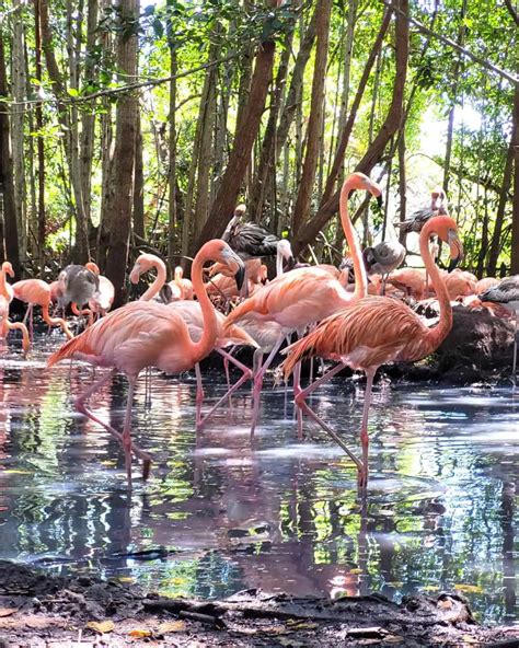 Isla Baru Colombia My Epic Island Guide For 2024