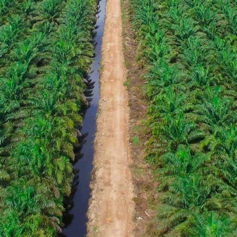 Berita Sawit Memahami Lokasi Lahan Yang Cocok Untuk Perkebunan Kelapa