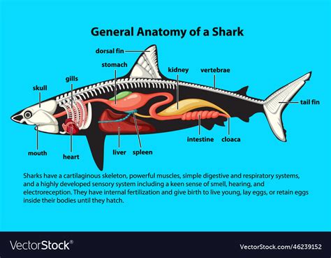 Shark Internal Anatomy