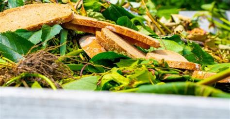 L Urine Au Potager Pour Fertiliser Ses L Gumes