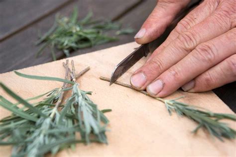 Lavendel Stekken Voor Beginners Artofit