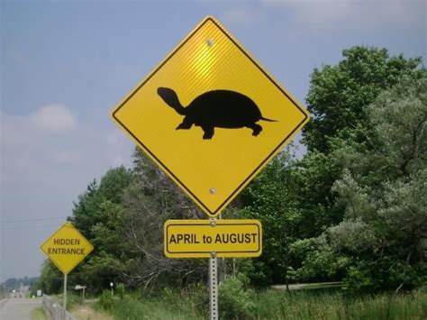 Be Careful Turtles Crossing Nature Canada