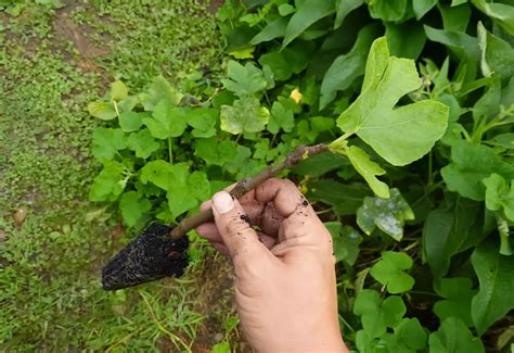 Le bouturage du figuier en août le guide étape par étape