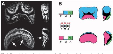 Figure 1 From The Drosophila Sex Determination Hierarchy Modulates