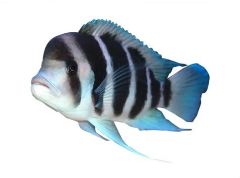 Frontosa Cichlid: Diet | Size | Lifespan | Cost | Breeding | Care Guide ...