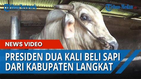 Harga Sapi Presiden Jokowi Yang Dibeli Dari Kabupaten Langkat Seberat 1