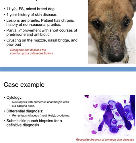 Systemic Pathology Pathology Of Integumentary System Exam