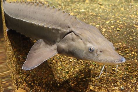 Lake Sturgeon · Tennessee Aquarium