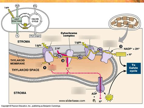 Photosynthesis Diagram Quizlet