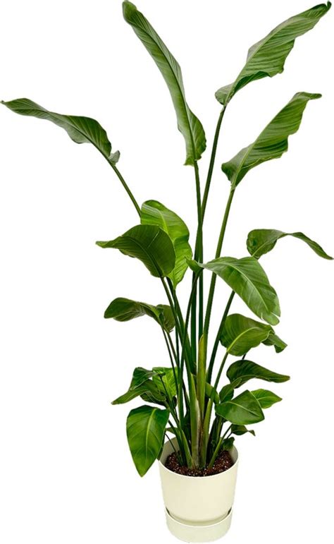 Trendyplants Strelitzia Nicolai Inclusief Elho Greenville Round Wit