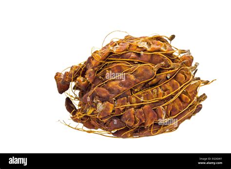Tamarindus indica conocido como Tamarindo, aislado sobre fondo blanco y ...