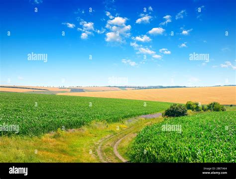 Blue Sky Over Corn Field Hi Res Stock Photography And Images Alamy