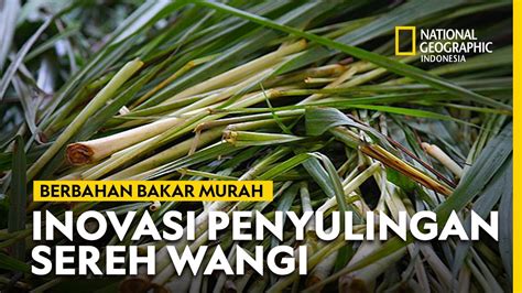 Efisien Dan Ramah Lingkungan Alat Penyulingan Sereh Wangi Dari Gayo