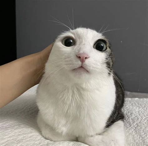 котэ (прикольные картинки с кошками) / смешные картинки и другие ...