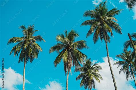 Tropical Palm Tree With Sun Light On Sky Background Summer Season