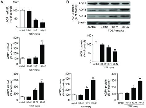 Changes In MRNA Expression Levels A And Protein Expression Levels B