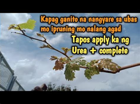 Urea Complete Fertilizer Combination Para Sa Ubas Na Nahihirapan