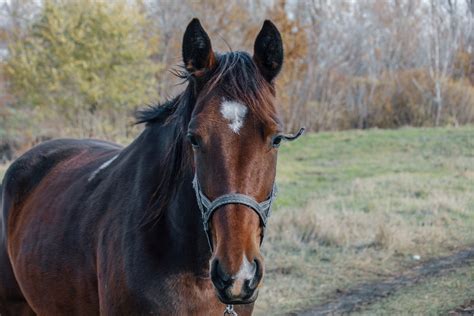 Which Is The Best Horse Liniment On The Market? - Horses & Foals