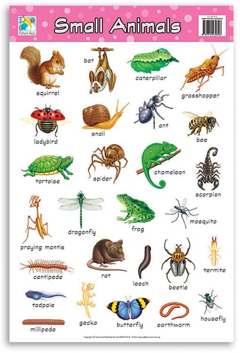 Smallest Animals