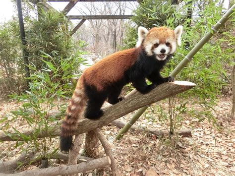 シセンレッサーパンダ 埼玉県こども動物自然公園 公益財団法人埼玉県公園緑地協会