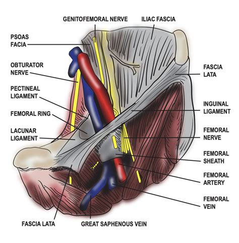 Figure Diagram Of The Femoral Sheath And Its Contents Contributed By