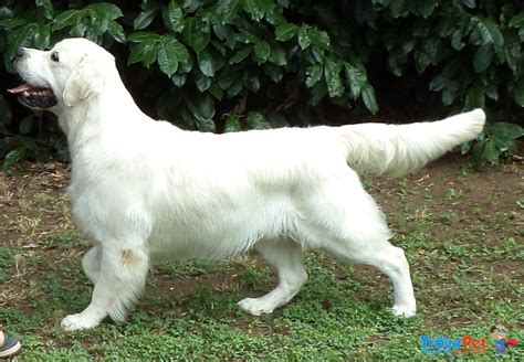 Cuccioli Di Golden Retriever Disponibili In Vendita A Perugia PG