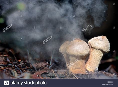 fungus puffball spores reproduction high resolution stock photography